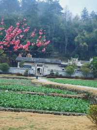 誤入現實版綠野仙蹤，邂逅修水煙雨古村