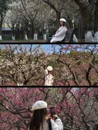 上海賞梅遊記·世紀公園梅花盛放中🌸
