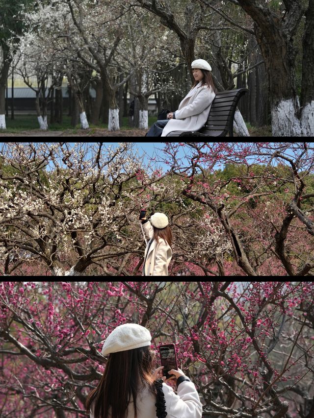 上海賞梅遊記·世紀公園梅花盛放中🌸