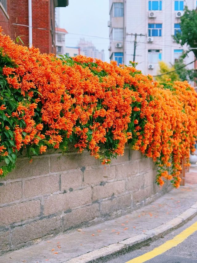 春日華新路，在時光裡尋一抹明媚