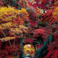 🇯🇵日本火遍ins最夢幻網紅景點🔥