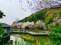 望月公園賞櫻花