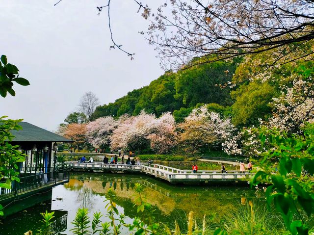 望月公園賞櫻花 望月公園賞櫻花