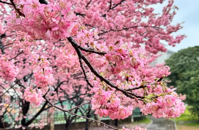 Wuhan University Cherry Blossom Viewing Guide 2025
