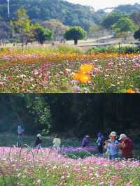 🌸鹽田限定！恩上濕地格桑花海，美到失語