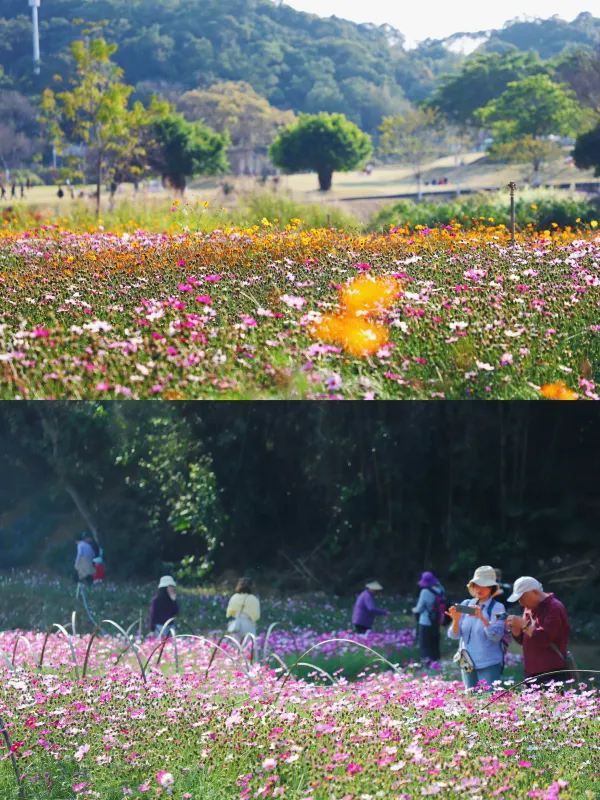 🌸鹽田限定！恩上濕地格桑花海，美到失語