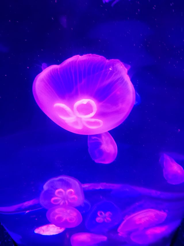 海邊的海洋世界