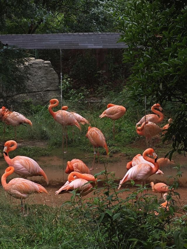 野生動物會咬人？NO！是會萌的沒邊