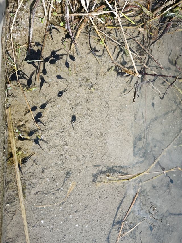 去北川巴拿恰，路上踏青賞花