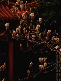 蘇州小眾賞玉蘭花聖地，美到失語