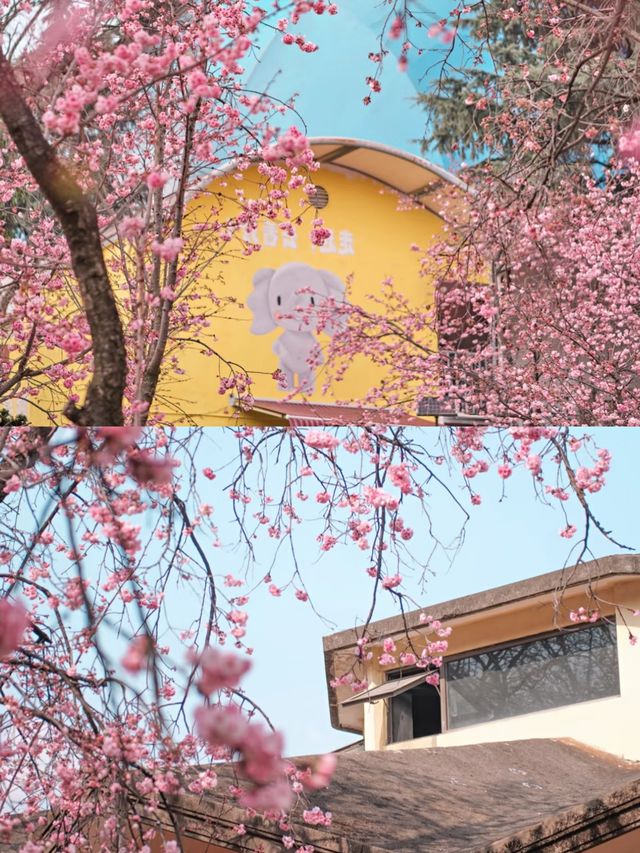 昆明賞櫻好去處‖打卡避坑攻略