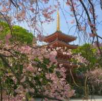 🌸博多東長寺的櫻花，是今年最難忘的詩篇