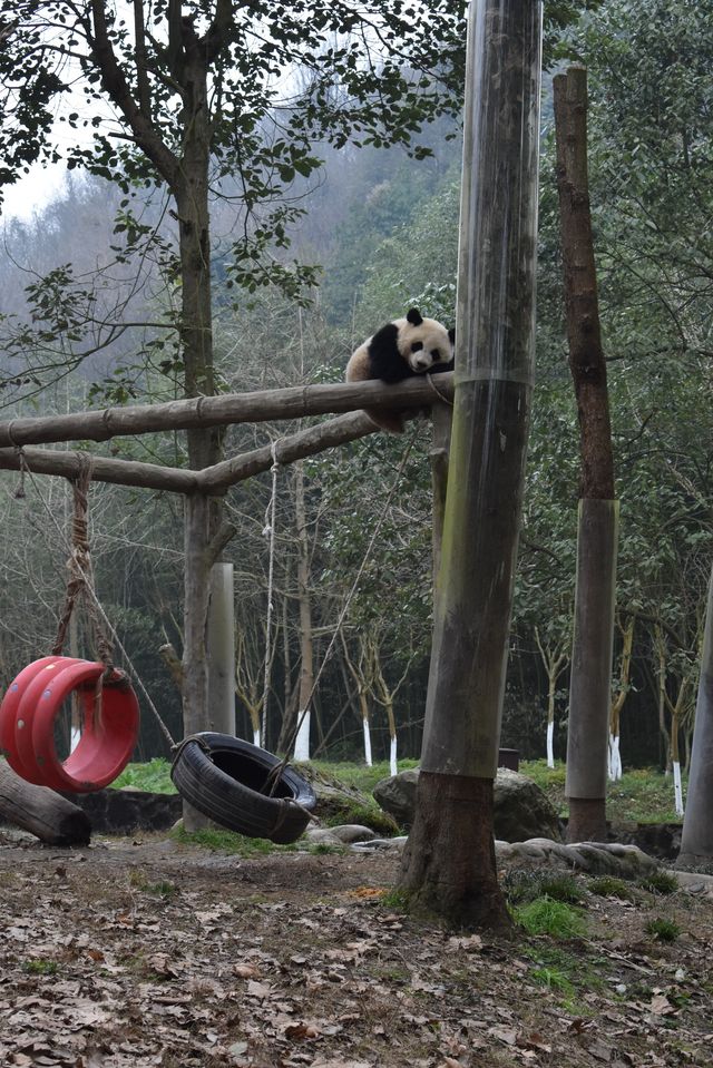 一個可以近距離看熊貓的地方，照片很不錯