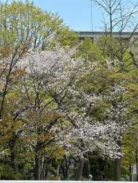 去中島公園赴一場櫻花之約🌸