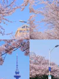 已經開始期待今年青島嘅春天喇