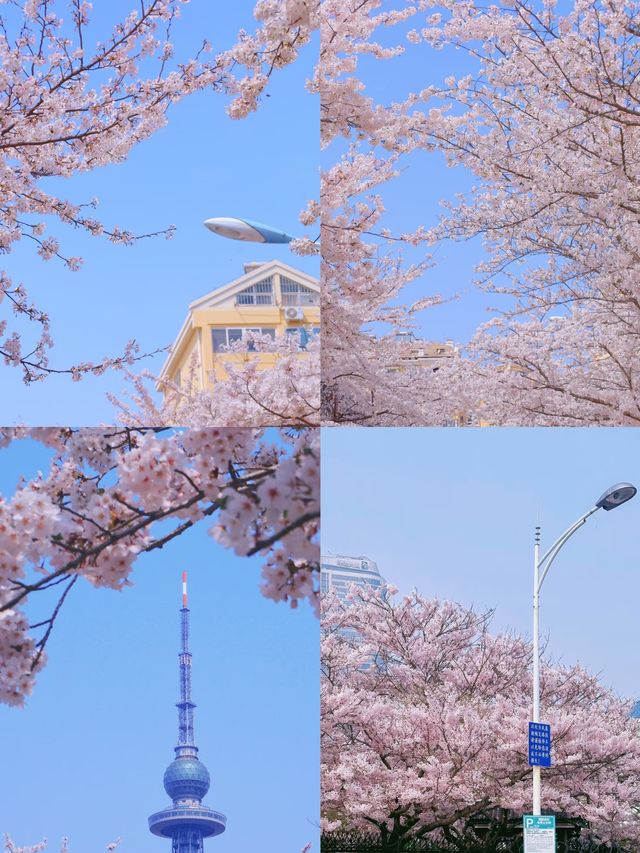 已經開始期待今年青島嘅春天喇