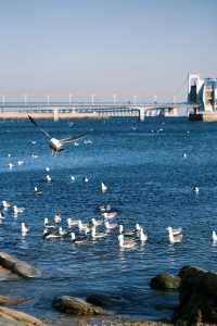 淡季的星海公園真是人間理想