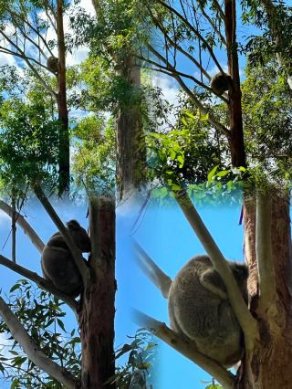 OMG! I finally got to hug a live koala! Here's the ultimate guide!