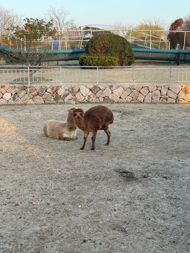 3月的上海辰山植物園，櫻花太美了！！！