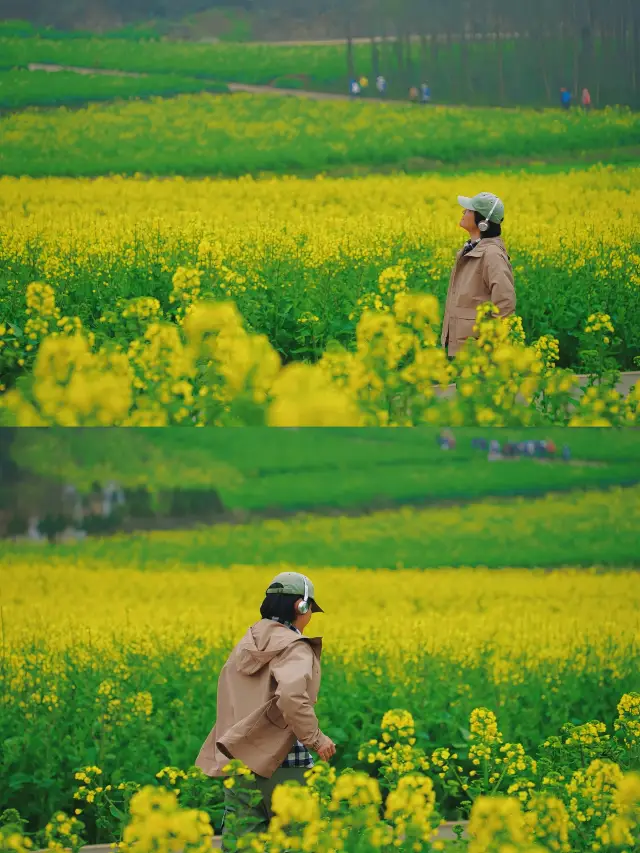Spring Side Quest 1/10: Luoping Canola Flowers