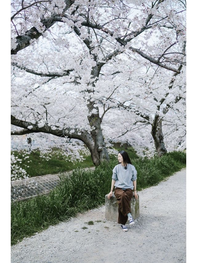 Discover the Hidden Cherry Blossom Gem of Saho River in Nara