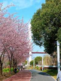 花為媒，南浦大橋你就「娶」咗佢啦！