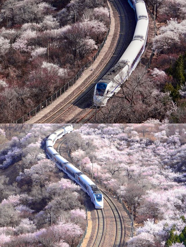 北京賞桃花好去處‖打卡避坑攻略
