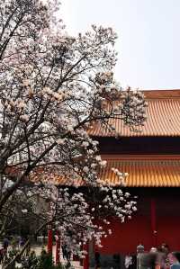 🪷邂逅明孝陵的玉蘭之美！