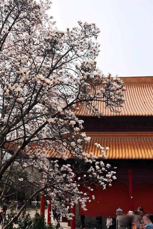🪷邂逅明孝陵的玉蘭之美！