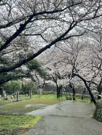 新山公園，櫻雨浮光