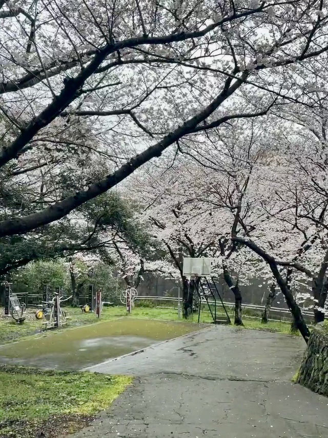 新山公園，櫻雨浮光