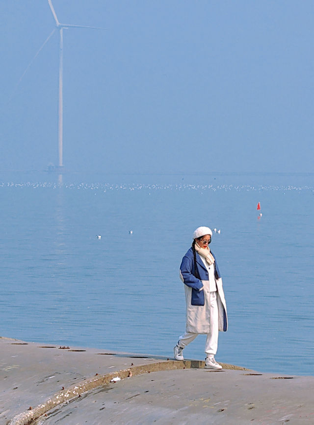 天津免費觀賞海鷗｜東疆親海公園超詳細攻略