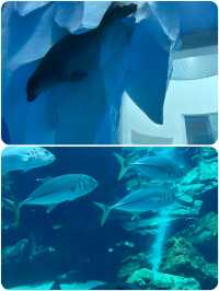 桃園Xpark水族館探秘攻略！親子遊玩好去處，美食購物兩不誤