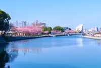 在日本四國德島中央公園欣賞櫻花