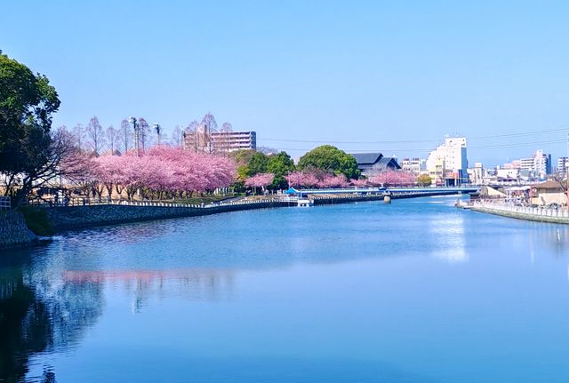 在日本四國德島中央公園欣賞櫻花