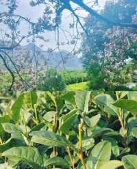 西湖春茶秘境！瞓喺 700 畝茶園度