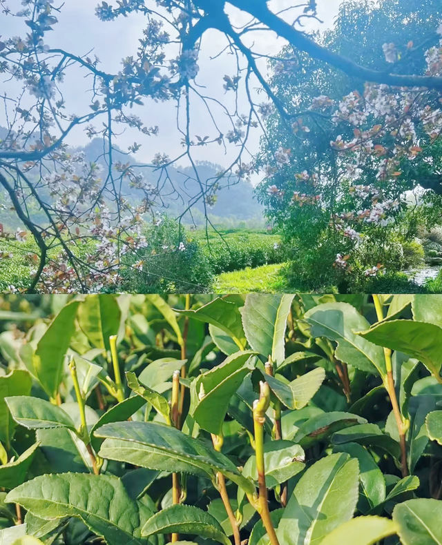 西湖春茶秘境！瞓喺 700 畝茶園度