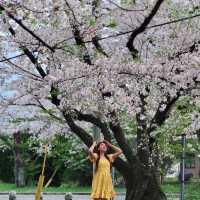 🌸福岡遊之舞鶴公園賞櫻🌸 
