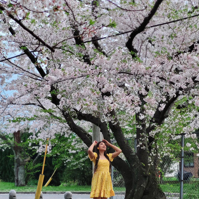 🌸福岡遊之舞鶴公園賞櫻🌸 