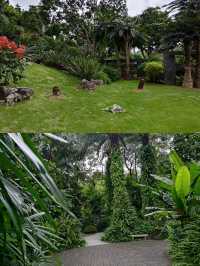 梧桐山花海盛開啦！