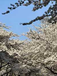 新山公園，山海交織的粉色樂章
