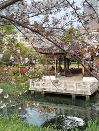 蘇州獨墅湖一日遊攻略 | 櫻花與日落交織的春日浪漫