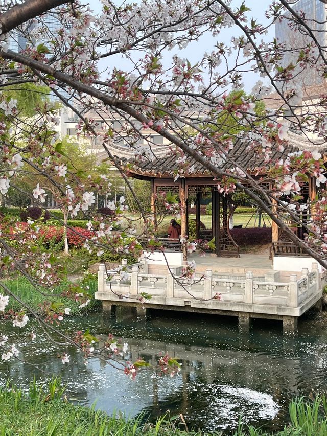蘇州獨墅湖一日遊攻略 | 櫻花與日落交織的春日浪漫