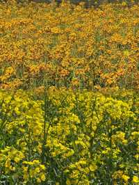 婺源 | 油菜花田的金色童話