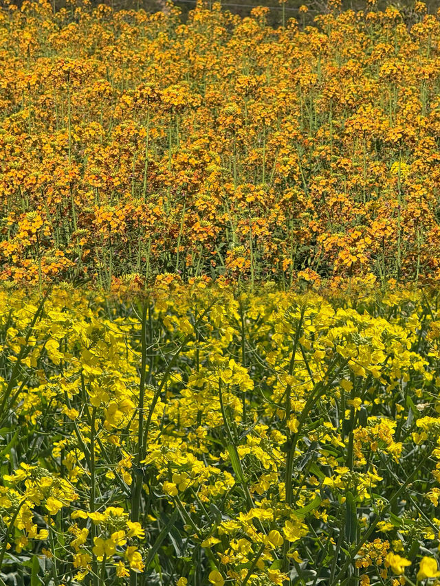 婺源 | 油菜花田的金色童話 婺源 | 油菜花田的金色童話