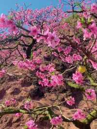 浪漫桃花之旅，廬山賞花季