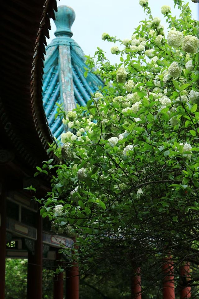 長沙烈士公園春日木繡球花海：古風與自然的詩意碰撞