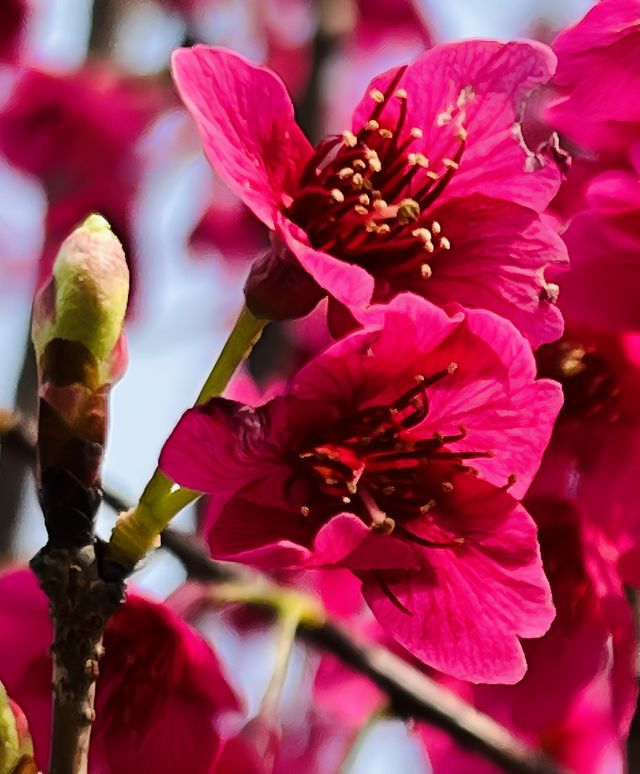 顧村公園賞早櫻