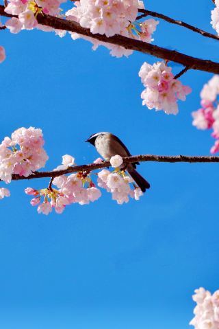 Vancouver Cherry Blossom Express 12 | An Encounter with a Magnificent Bloom