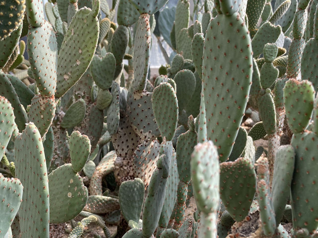 仙湖探幽：深圳仙湖植物園漫步